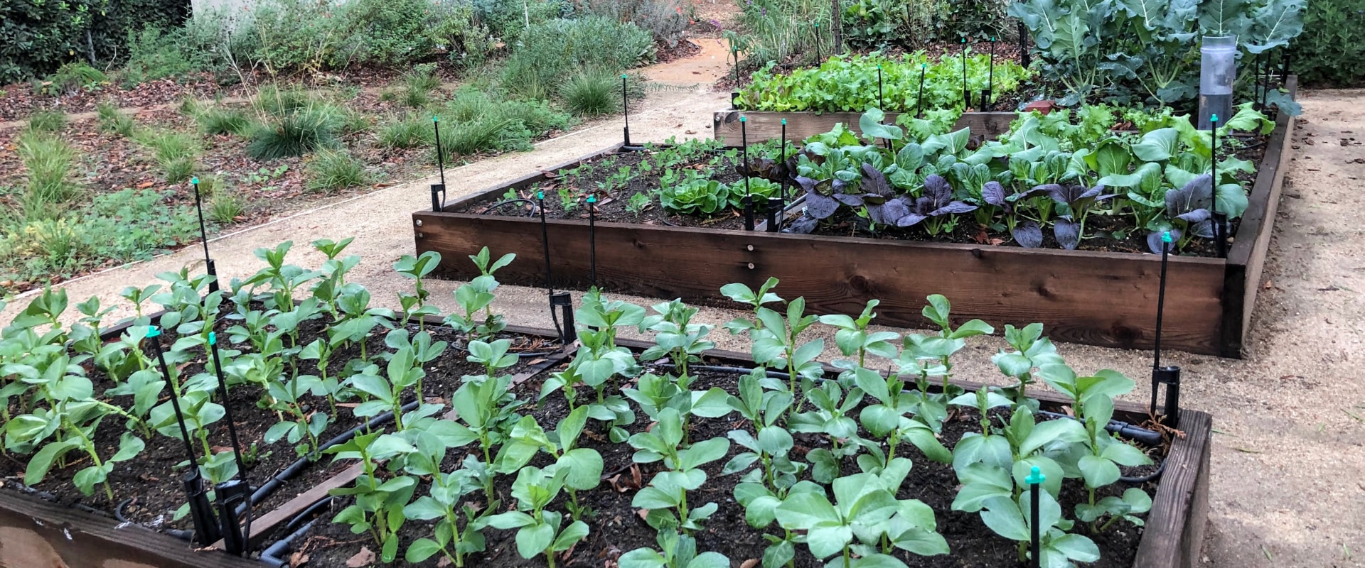 Is planting a garden worth it?