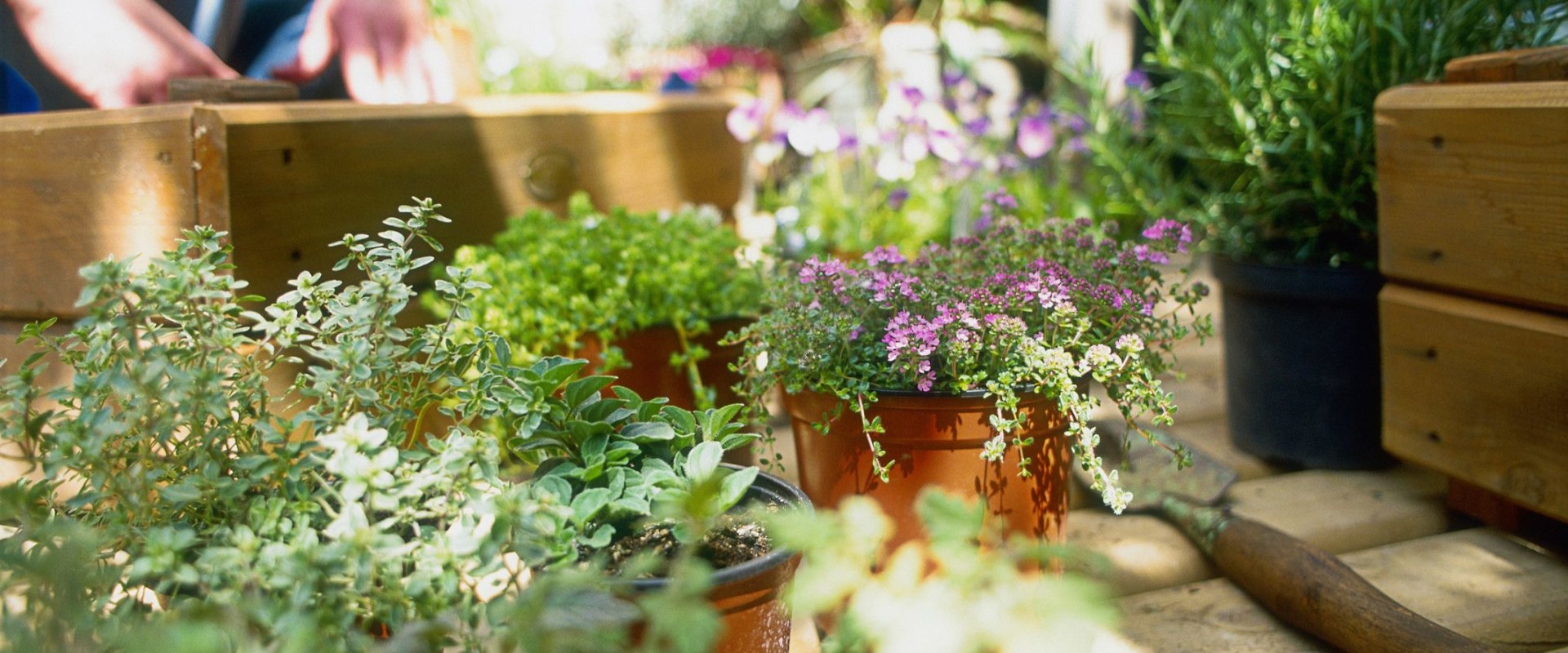 How to maintain your garden?
