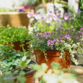 How to maintain your garden?