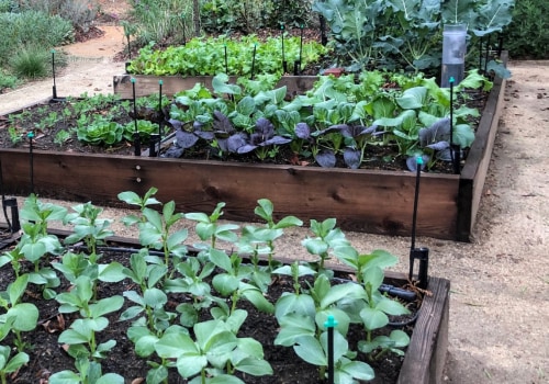 Is planting a garden worth it?