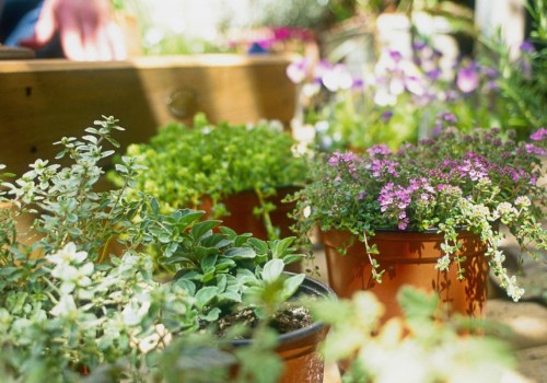 How to maintain your garden?